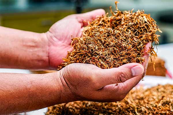 Man Holding Dried Tobacco